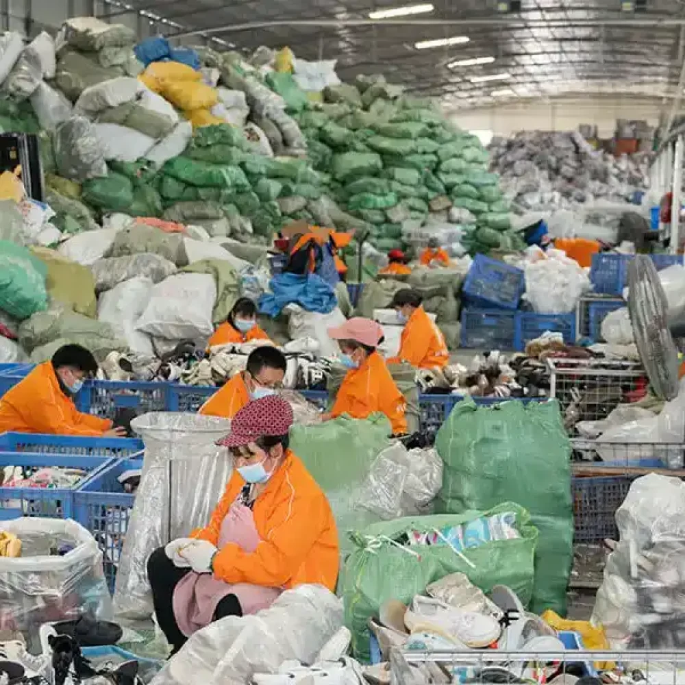 Rigorous Cleaning and Sorting Process